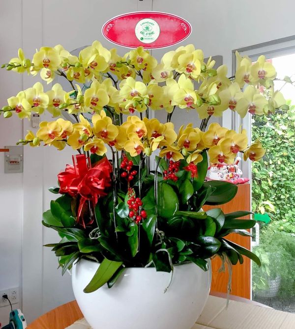 chon-lan-ho-diep-theo-ngan-sach-1 Lan Hồ Điệp vàng
