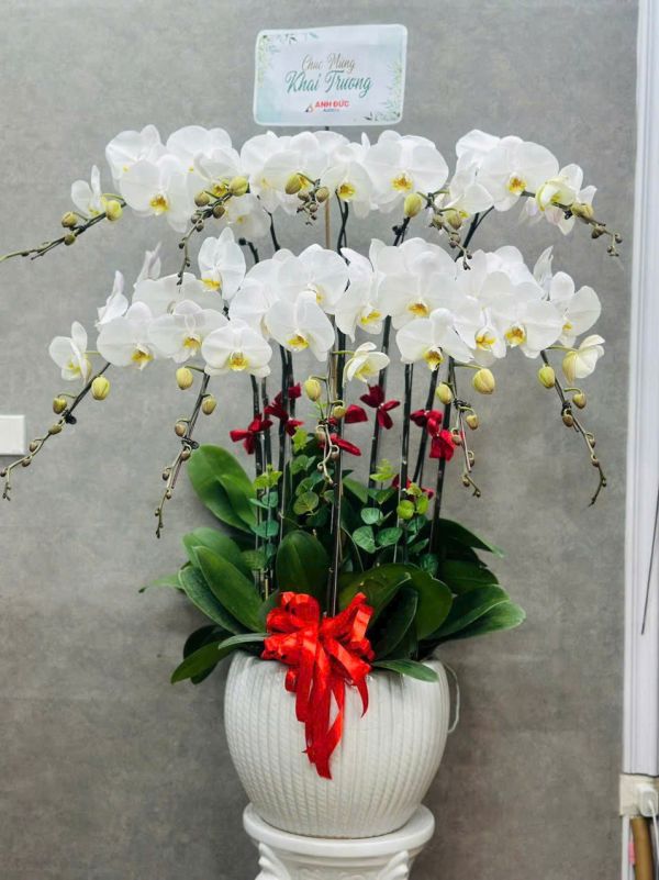 chon-mau-lan-ho-diep-khi-tang-2 Lan Hồ Điệp trắng