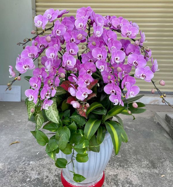 chon-mau-lan-ho-diep-khi-tang-3 Lan Hồ Điệp tím