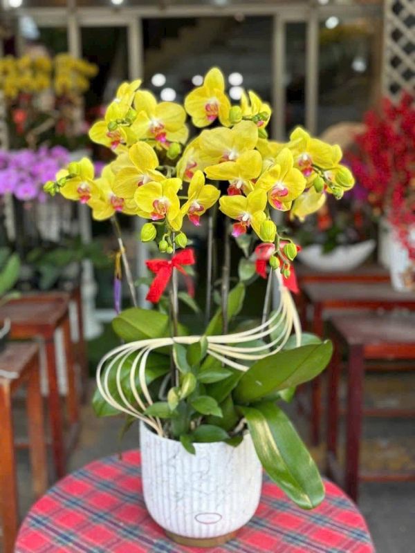 chon-mau-lan-ho-diep-khi-tang-4 Lan Hồ Điệp vàng