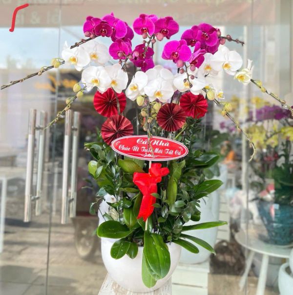 chon-mau-lan-ho-diep-khi-tang-6 Lan Hồ Điệp phối nhiều màu