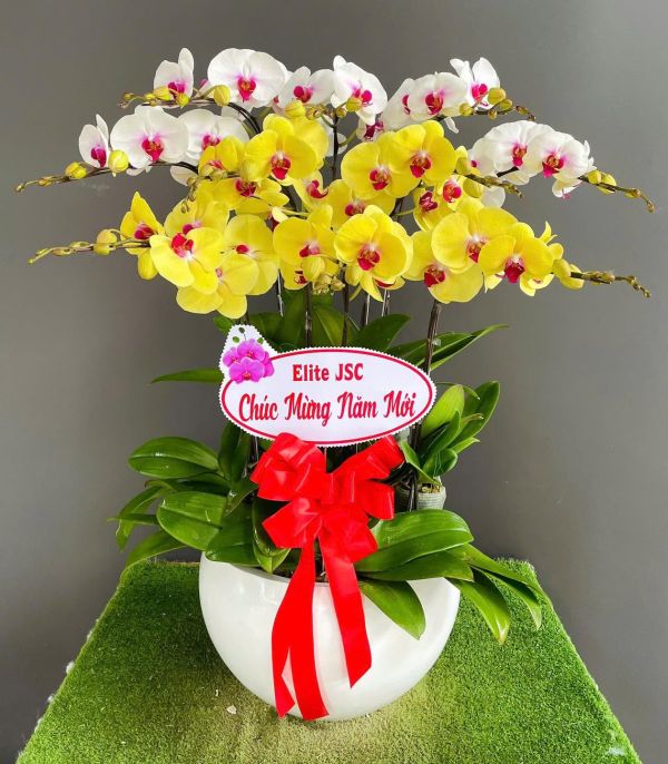lan-ho-diep-chuc-mung-1 Lan Hồ Điệp vàng chúc mừng năm mới