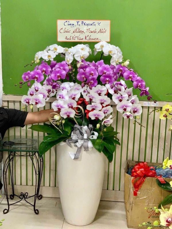 lan-ho-diep-chuc-mung-sinh-nhat-4 Lan Hồ Điệp chúc mừng sinh nhật phối nhiều màu