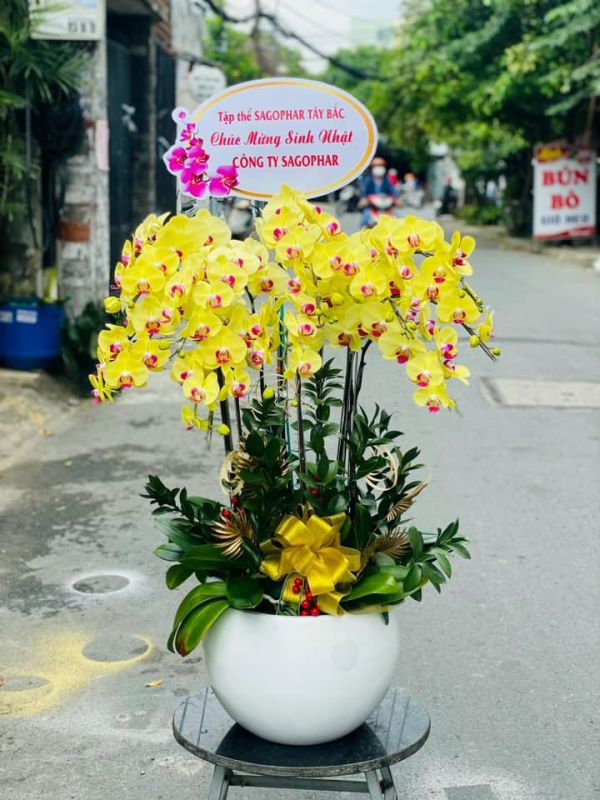 lan-ho-diep-chuc-mung-sinh-nhat-5 Lan Hồ Điệp chúc mừng sinh nhật vàng