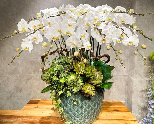 Lan Hồ Điệp tặng cha mẹ, người thân