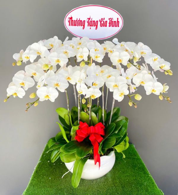 Lan Hồ Điệp phối trắng tặng cha mẹ, người thân