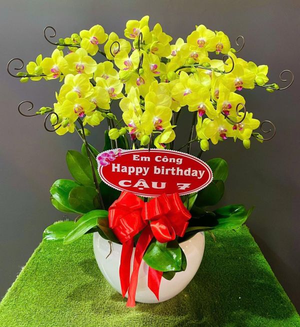 Lan Hồ Điệp vàng tặng cha mẹ, người thân