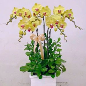 lan hồ điệp