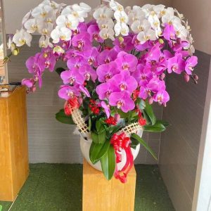 lan hồ điệp