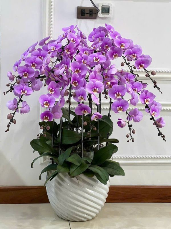 lan hồ điệp tím