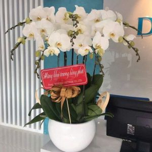 lan hồ điệp trắng