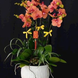lan hồ điệp cam