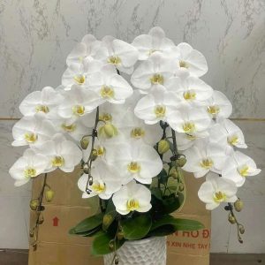 lan hồ điệp trắng