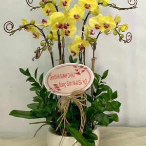 lan hồ điệp vàng