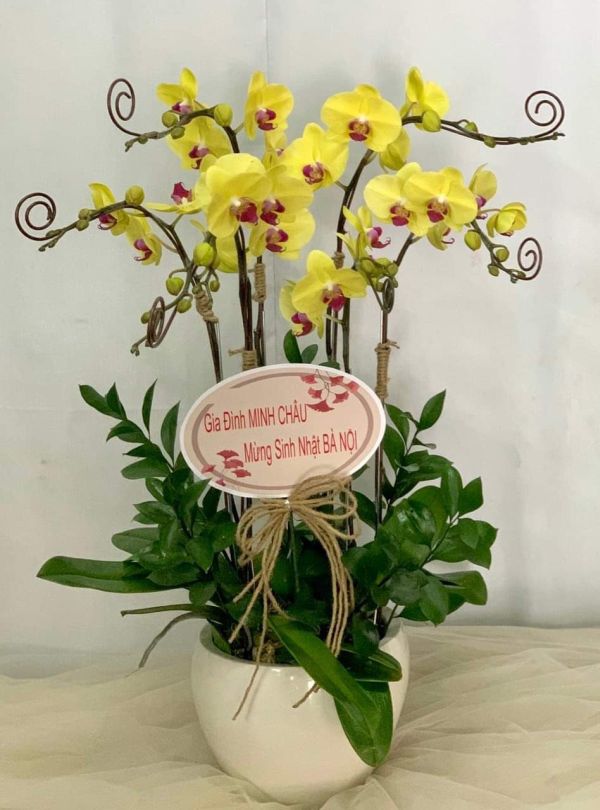 lan hồ điệp vàng