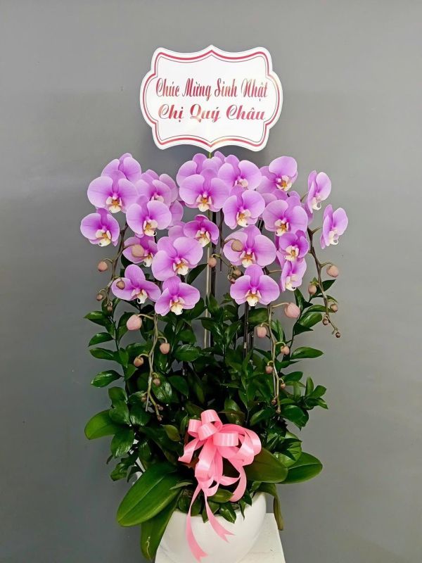 Lan Hồ Điệp tím làm quà tặng