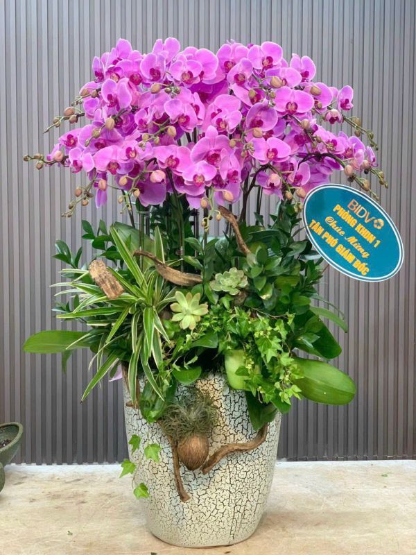 Lan Hồ Điệp tím làm quà tặng