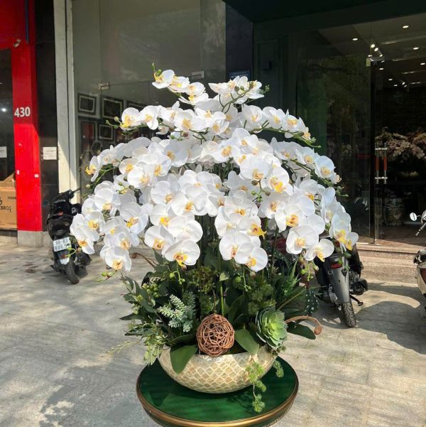 Lan Hồ Điệp trắng làm quà tặng