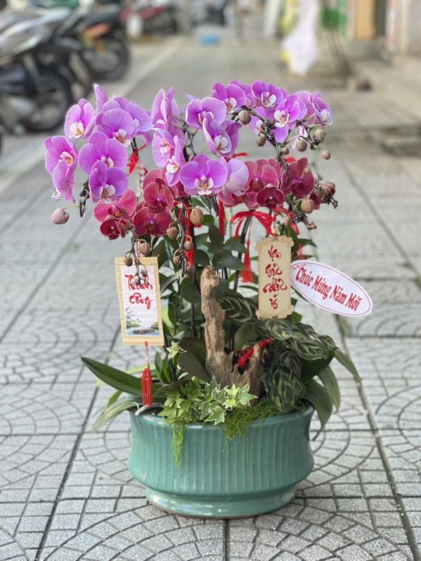 Lan Hồ Điệp tím làm quà tặng