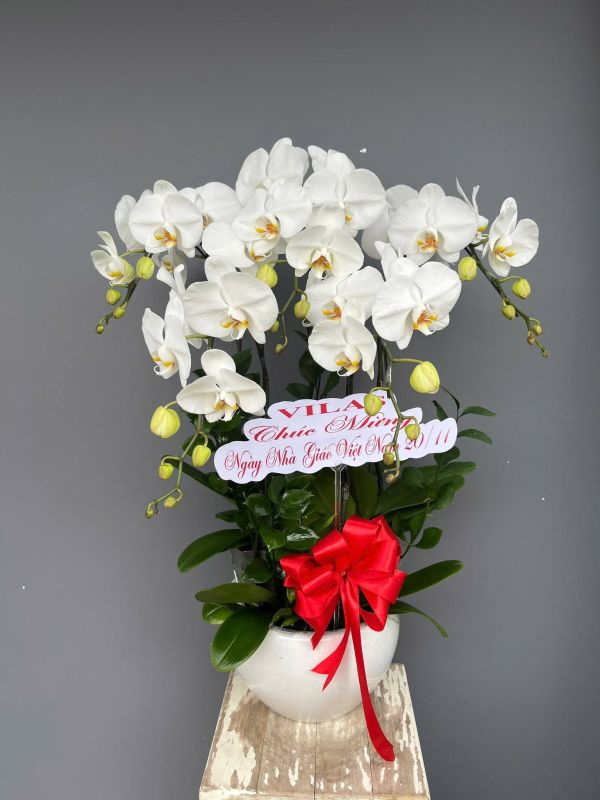Lan Hồ Điệp trắng